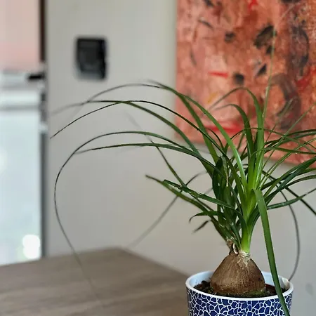 Rinirma Cocconato