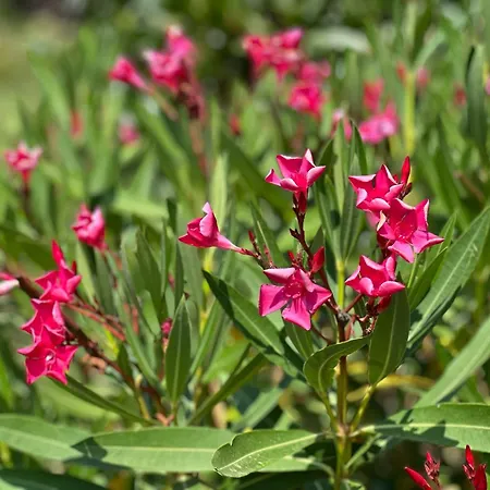 Rinirma Guest house Cocconato