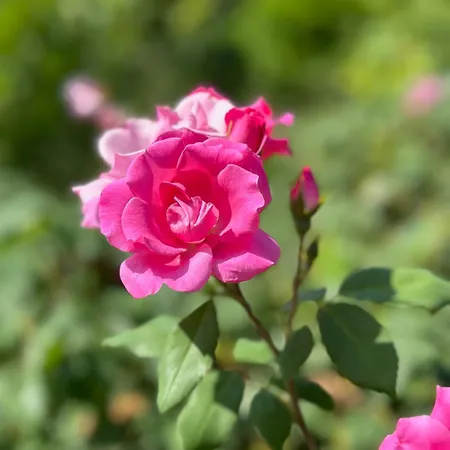 Rinirma ゲストハウス Cocconato