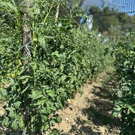 Rinirma Guest house 3*