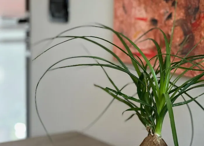 Rinirma Cocconato