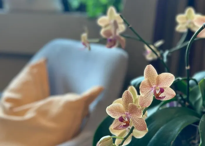 Rinirma Gasthuis Cocconato